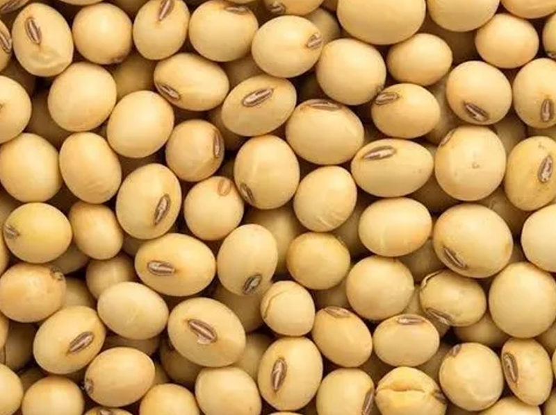 Soybean Exporter And Manufacture From India